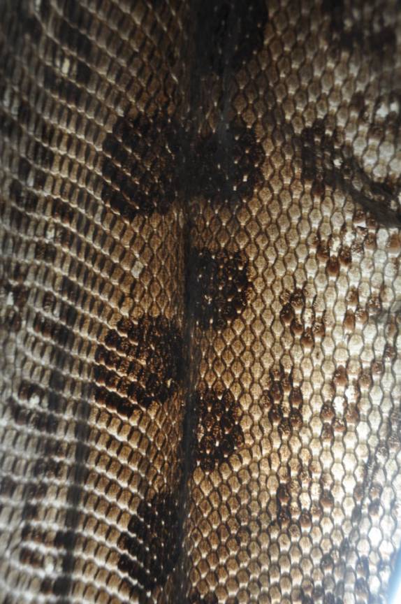 Couro de sucuri na FLONA, comunidade de São Domingo, região de Alter do Chão - PA